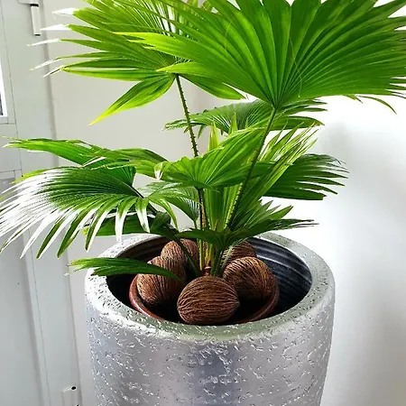 Casa Da Quinta Gospodarstwo wiejskie Povoacao (Sao Miguel)